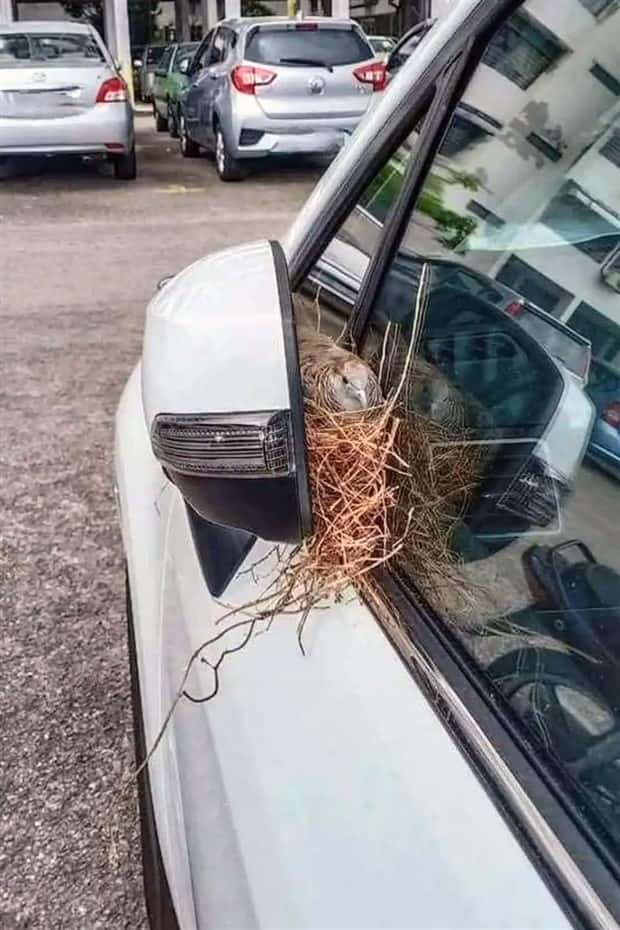 Birds Nests That Look Like Pure Improvisation (33 photos)