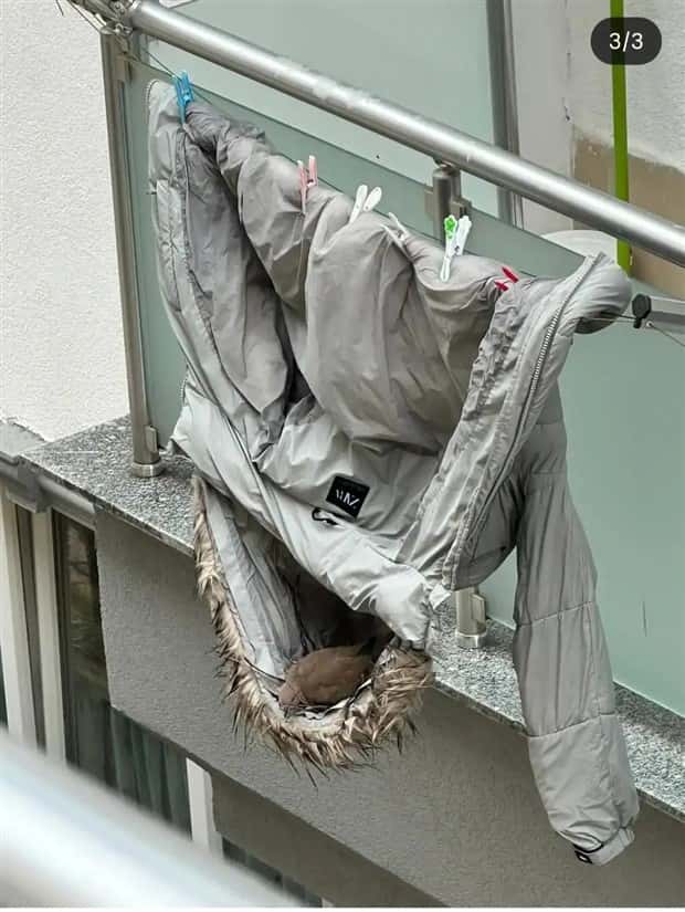 Birds Nests That Look Like Pure Improvisation (33 photos)