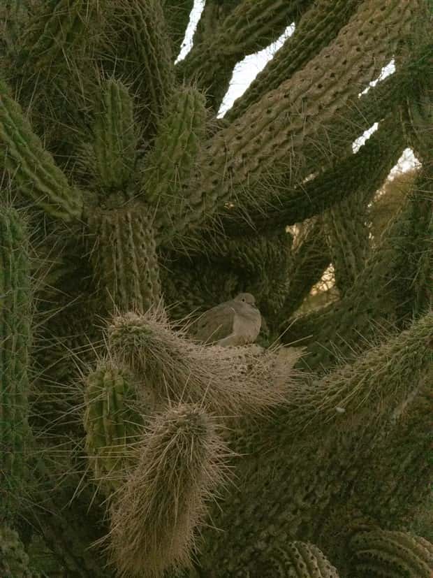 Birds Nests That Look Like Pure Improvisation (33 photos)