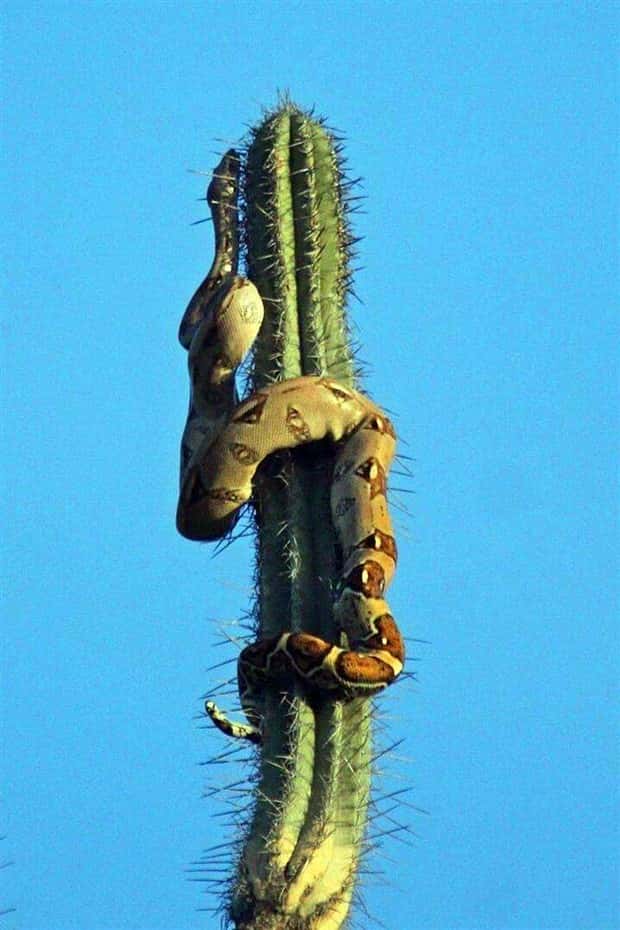 Klyker Picdump #1978 (43 photos)