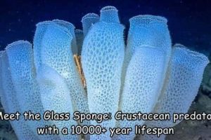 Interesting Pictures with Captions #209 (22 photos)