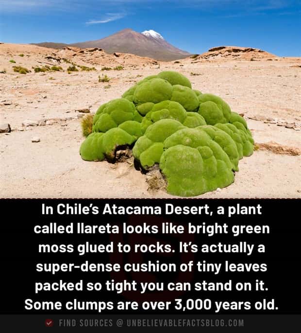 random cool facts 10 Cool and Interesting Facts #483 (22 photos)