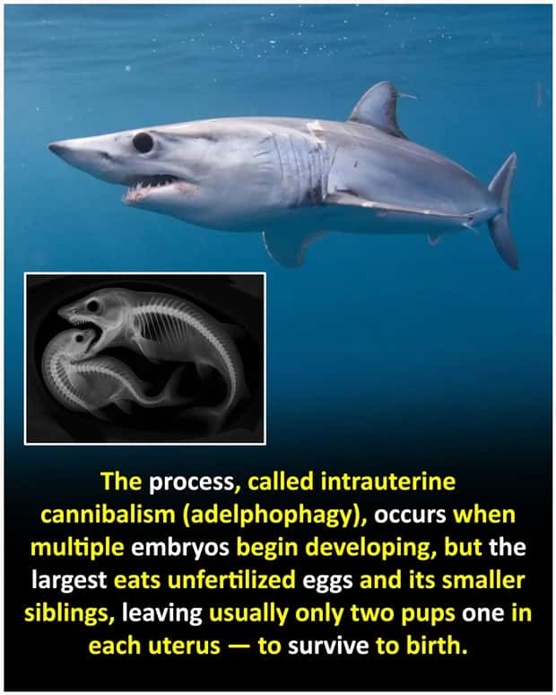random cool facts 4 Cool and Interesting Facts #483 (22 photos)