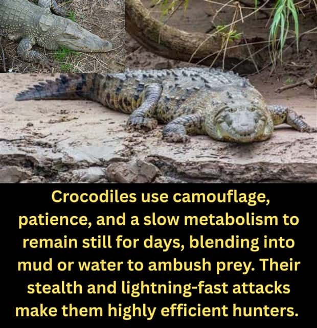 Cool and Interesting Facts #482 (21 photos)