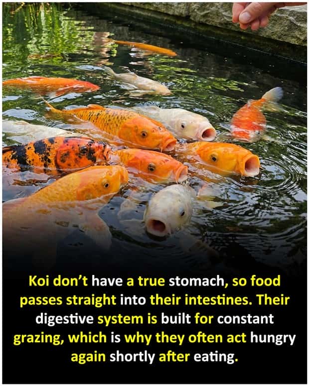 Cool and Interesting Facts #482 (21 photos)