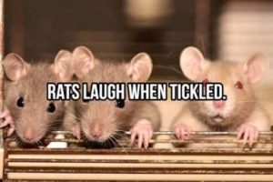 Cool and Interesting Facts #482 (21 photos)