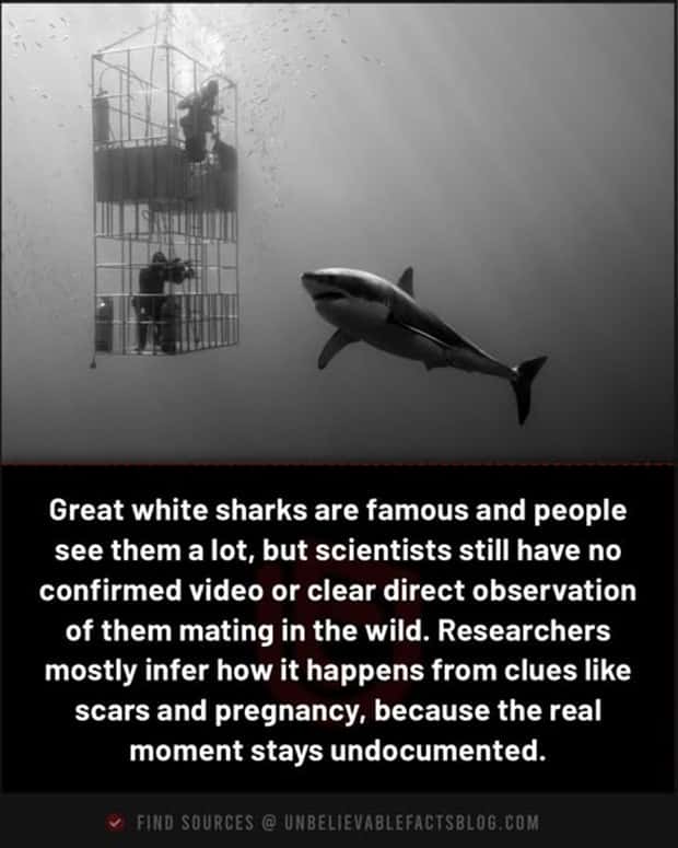 Cool and Interesting Facts #480 (23 photos)