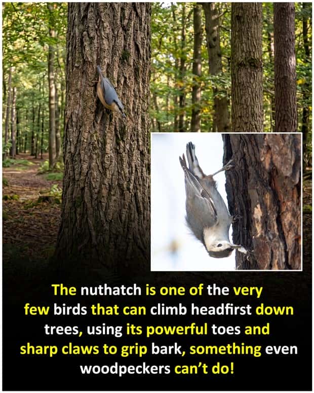 Cool and Interesting Facts #480 (23 photos)