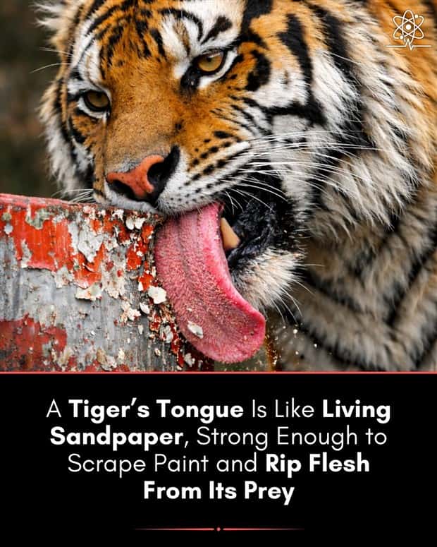 Cool and Interesting Facts #480 (23 photos)