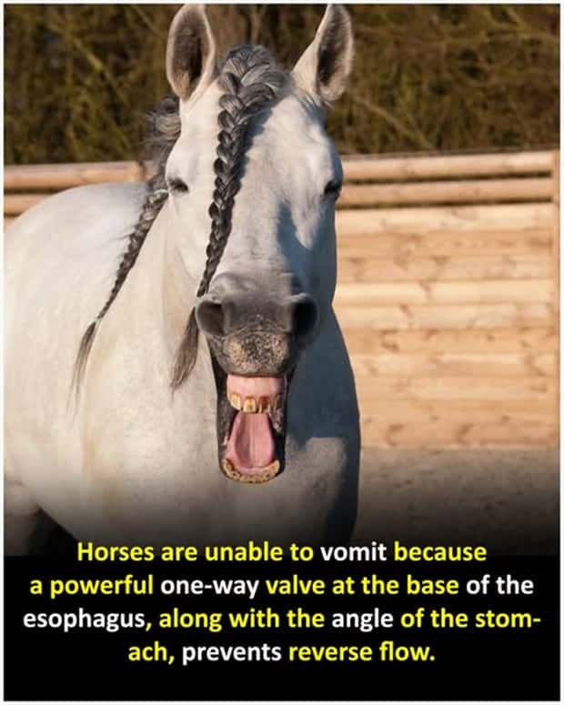 Cool and Interesting Facts #480 (23 photos)