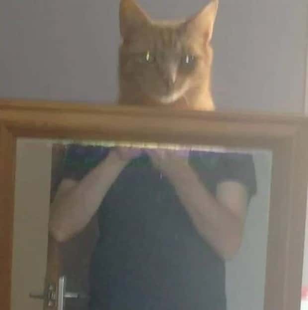 selling mirrors online 4 Selling Mirrors Leads To Fun Unexpected Problems (25 photos)