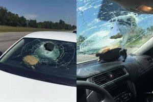 Shit Happens Regularly, Get Used To It #382 (19 photos)