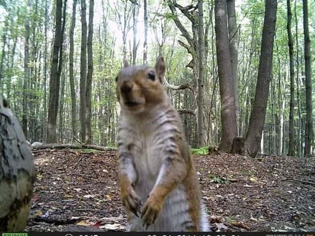 Wild Animals Doing Funny Things on Trail Cams (24 photos)