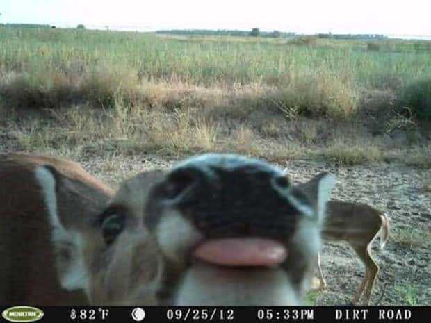 Wild Animals Doing Funny Things on Trail Cams (24 photos)
