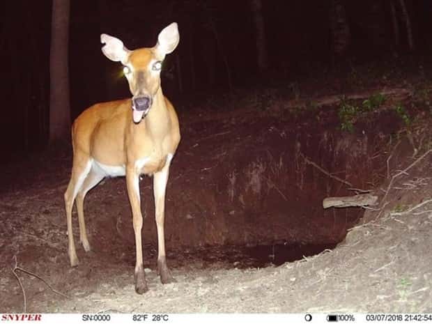 Wild Animals Doing Funny Things on Trail Cams (24 photos)