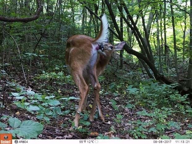 Wild Animals Doing Funny Things on Trail Cams (24 photos)