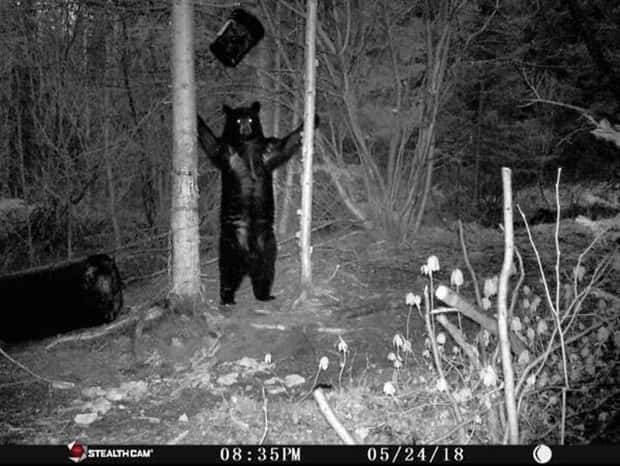 Wild Animals Doing Funny Things on Trail Cams (24 photos)