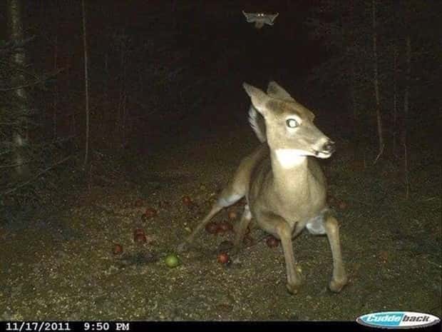 Wild Animals Doing Funny Things on Trail Cams (24 photos)