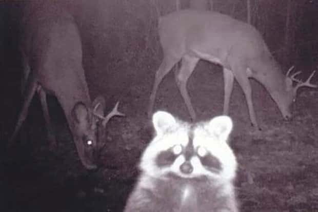 Wild Animals Doing Funny Things on Trail Cams (24 photos)