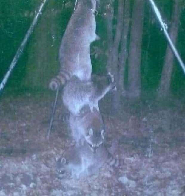 Wild Animals Doing Funny Things on Trail Cams (24 photos)