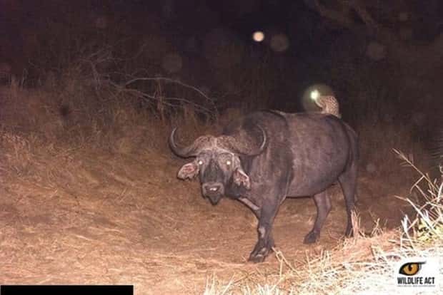 Wild Animals Doing Funny Things on Trail Cams (24 photos)