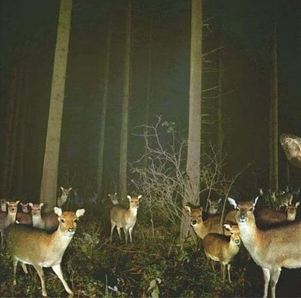 Wild Animals Doing Funny Things on Trail Cams (24 photos)