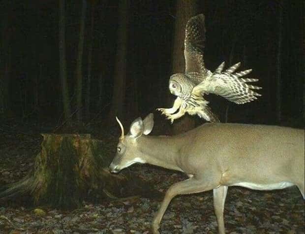Wild Animals Doing Funny Things on Trail Cams (24 photos)