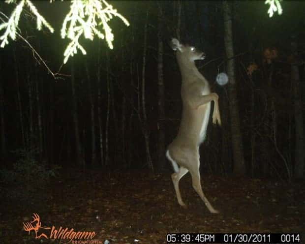 Wild Animals Doing Funny Things on Trail Cams (24 photos)