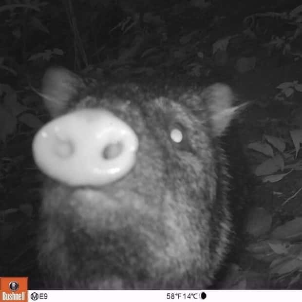 Wild Animals Doing Funny Things on Trail Cams (24 photos)