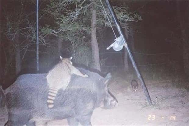 Wild Animals Doing Funny Things on Trail Cams (24 photos)