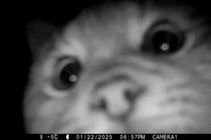 Wild Animals Doing Funny Things on Trail Cams (24 photos)