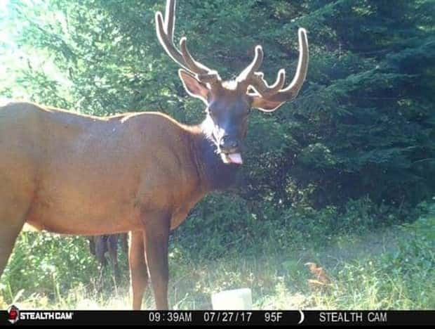 Wild Animals Doing Funny Things on Trail Cams (24 photos)