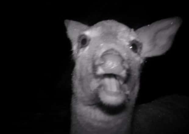 Wild Animals Doing Funny Things on Trail Cams (24 photos)