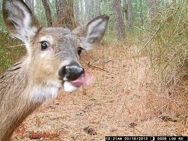 Wild Animals Doing Funny Things on Trail Cams (24 photos)
