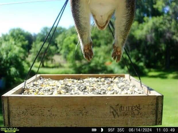 Wild Animals Doing Funny Things on Trail Cams (24 photos)