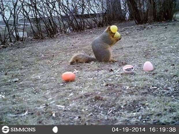 Wild Animals Doing Funny Things on Trail Cams (24 photos)