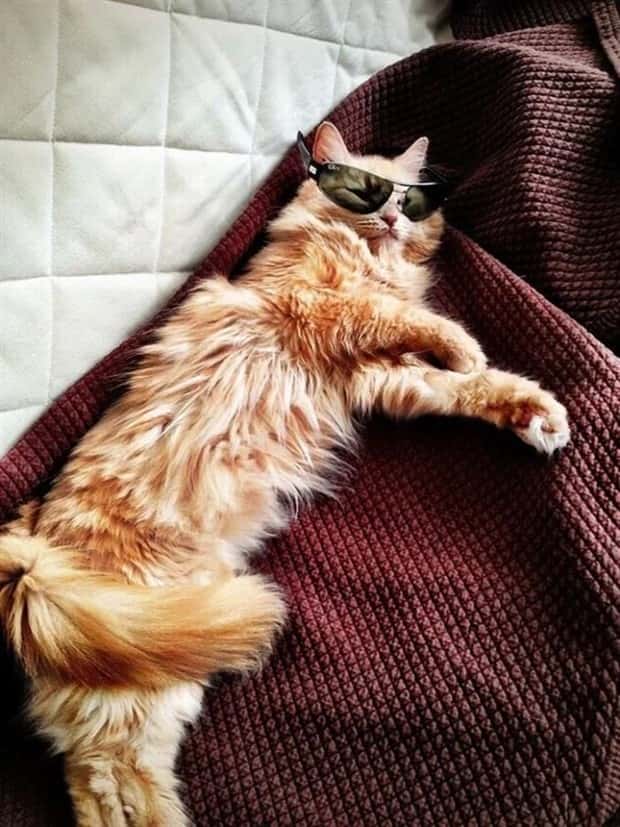 charming animals 10 21 Animals Blessed With Natural Charm (21 photos)