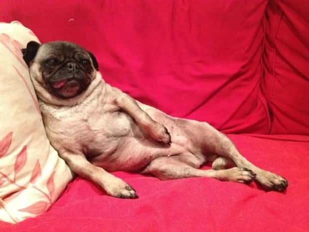 charming animals 12 21 Animals Blessed With Natural Charm (21 photos)