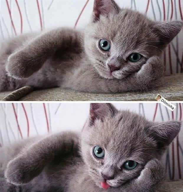 charming animals 13 21 Animals Blessed With Natural Charm (21 photos)
