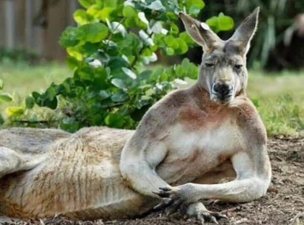 charming animals 14 21 Animals Blessed With Natural Charm (21 photos)