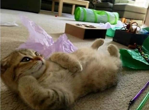 charming animals 15 21 Animals Blessed With Natural Charm (21 photos)
