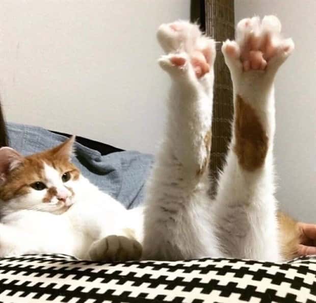 charming animals 18 21 Animals Blessed With Natural Charm (21 photos)