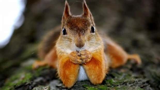 charming animals 19 21 Animals Blessed With Natural Charm (21 photos)