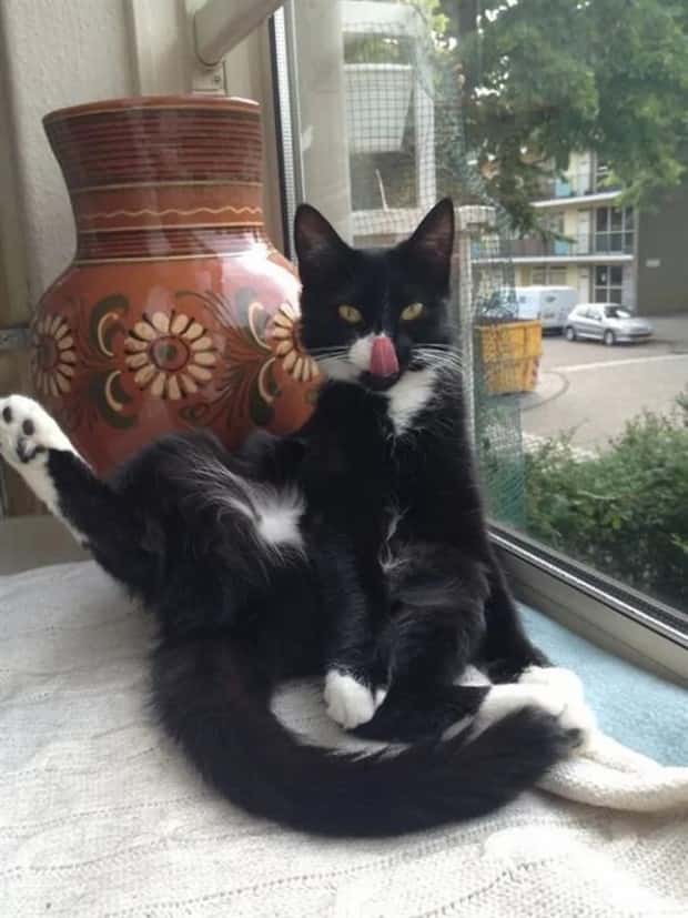 charming animals 3 21 Animals Blessed With Natural Charm (21 photos)