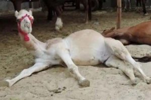 21 Animals Blessed With Natural Charm (21 photos)