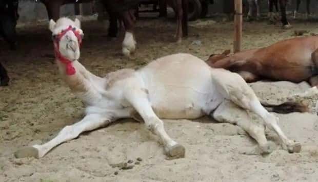 charming animals 4 21 Animals Blessed With Natural Charm (21 photos)