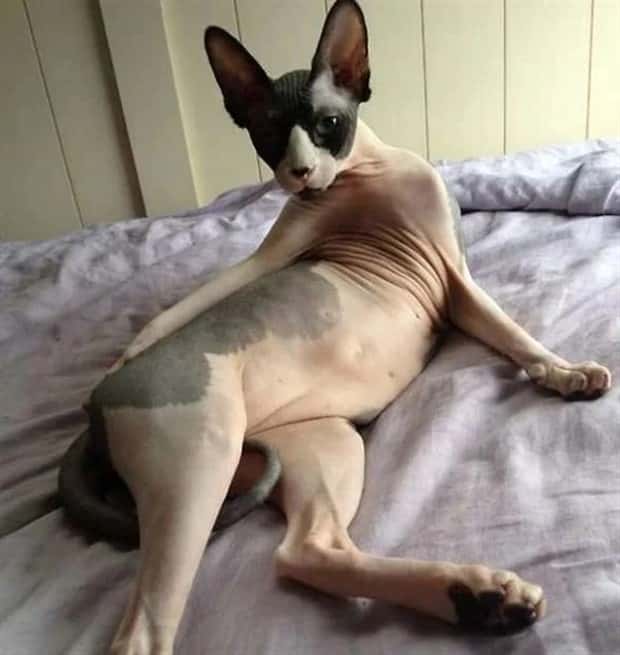 charming animals 5 21 Animals Blessed With Natural Charm (21 photos)