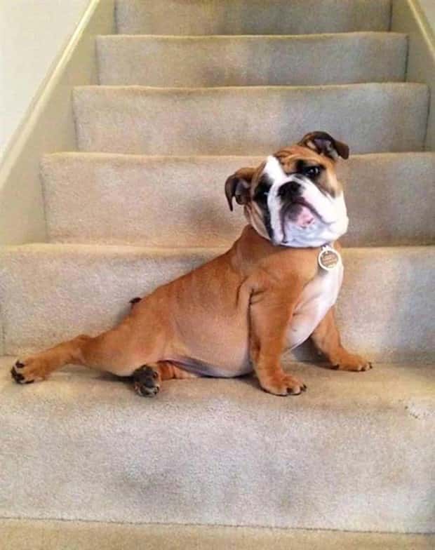charming animals 6 21 Animals Blessed With Natural Charm (21 photos)