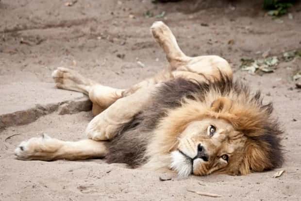 charming animals 7 21 Animals Blessed With Natural Charm (21 photos)