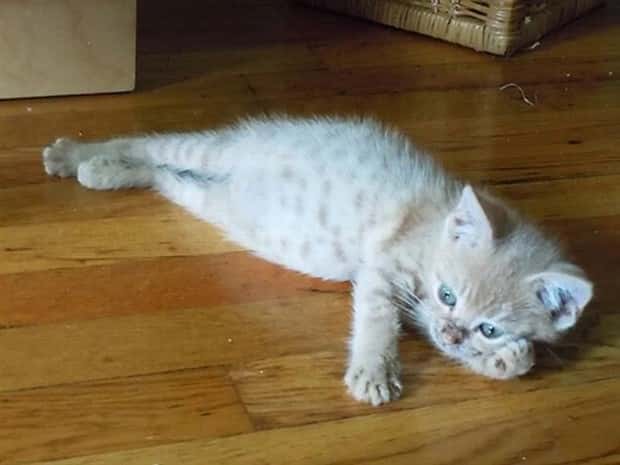 charming animals 8 21 Animals Blessed With Natural Charm (21 photos)